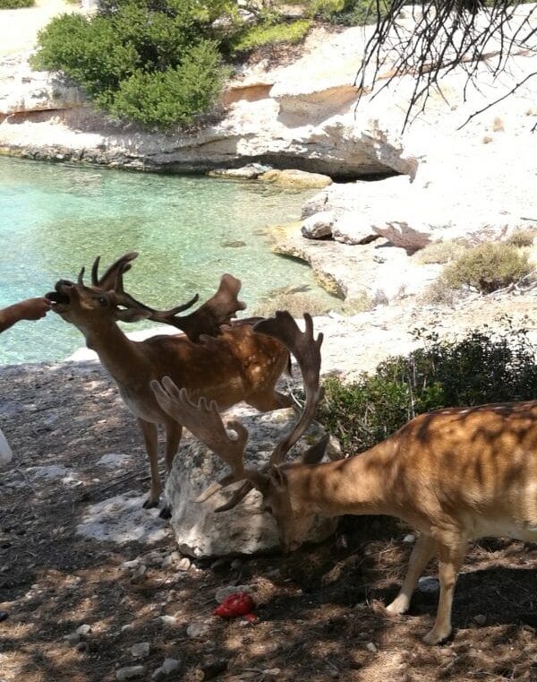 Aegina & Agistri boat tours to moni island