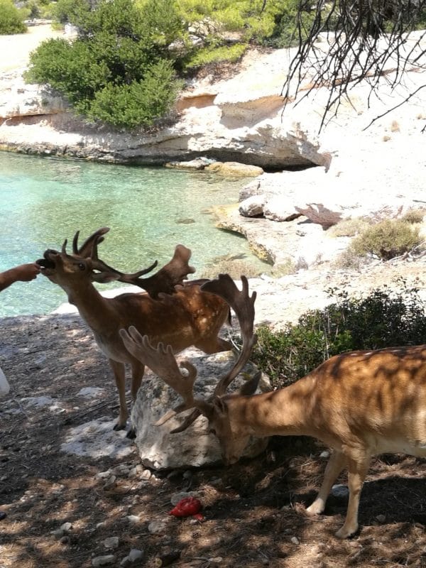 Aegina & Agistri boat tours to moni island